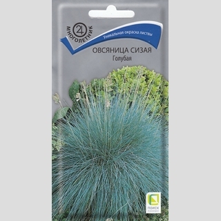 Овсяница Голубая сизая