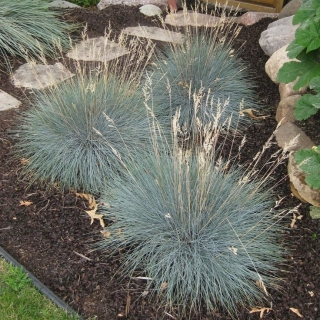 Овсяница Varna (сизая) (большой пакет)