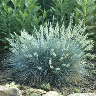 Овсяница Голубая кочка