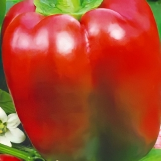 Перец Падишах