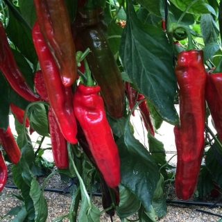 Перец Палермо F1