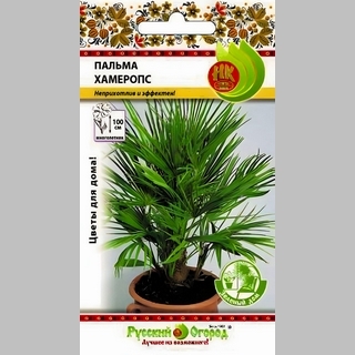 Пальма Хамеропс (Зеленый дом)