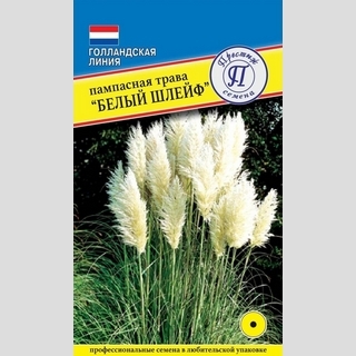 Пампасная трава Белый Шлейф