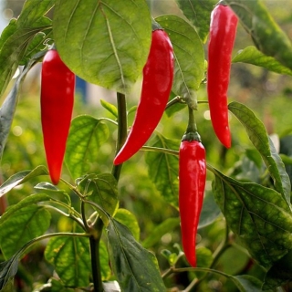 Паприка Пикантная Сицилийская (большой пакет)