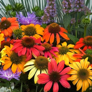 Эхинацея Парадизо смесь