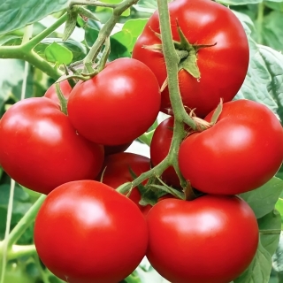 Томат Парниковый Урожайный F1