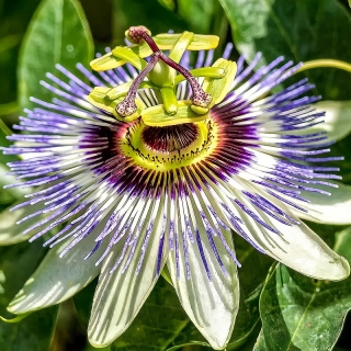 Пассифлора Кавалерская звезда