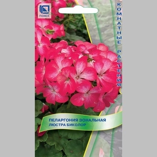 Пеларгония Люстра Биколор зональная