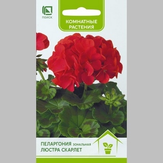 Пеларгония Люстра Скарлет зональная