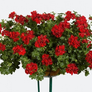 Пеларгония Беатрис (ампельная)