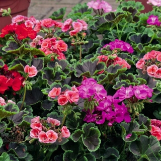 Пеларгония Блэк Вельвет F1 смесь