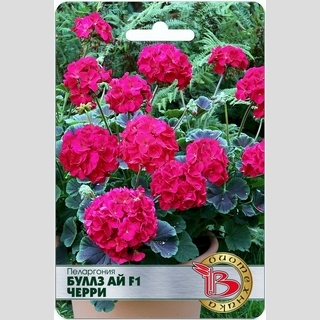 Пеларгония Буллз Ай F1 Черри