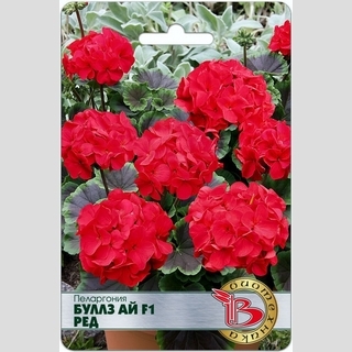 Пеларгония Буллз Ай F1 Ред