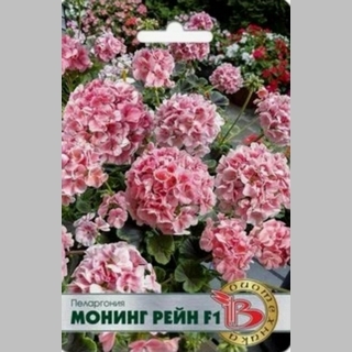 Пеларгония Монинг Рейн F1