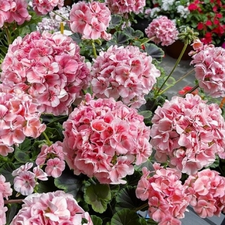 Пеларгония Монинг Рейн F1