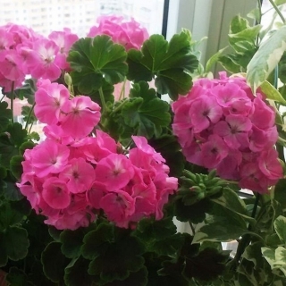 Пеларгония Найт Роуз F1