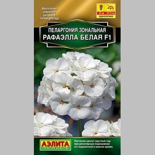 Пеларгония Рафаэлла F1 белая