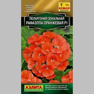 Пеларгония Рафаэлла F1 оранжевая