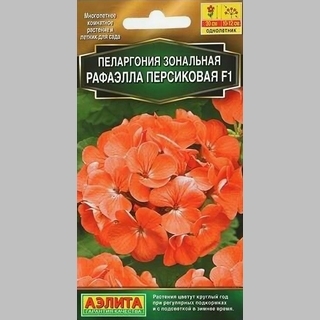 Пеларгония Рафаэлла F1 персиковая