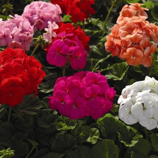 Пеларгония Рафаэлла F1 смесь