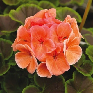 Пеларгония Рафаэлла F1 персиковая