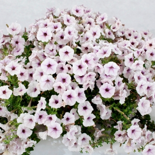 Петуния Пендолино Виолет Айс (Семена Профи)