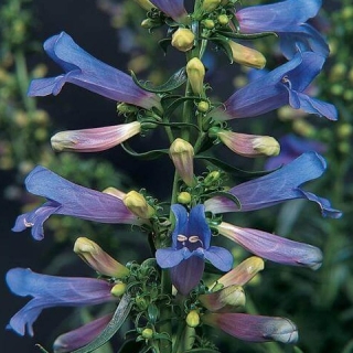 Пенстемон Электрик блю вертикальный