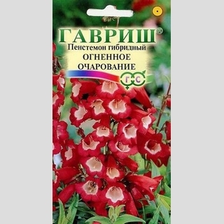 Пенстемон Огненное очарование гибридный