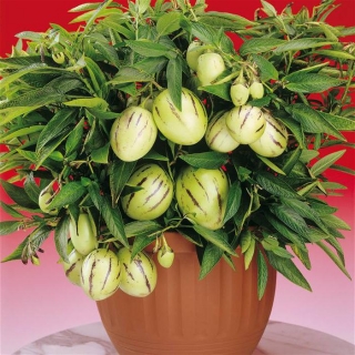 Дынная груша Консуэло (пепино)