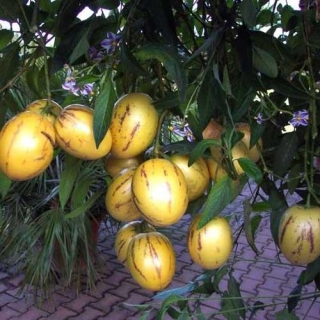 Дынная груша Рамзес (Пепино)