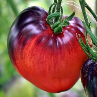 Томат Сержант Пеппер (Sgt Pepper`s)