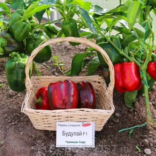 Перец Будулай F1