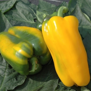 Перец Джемини F1