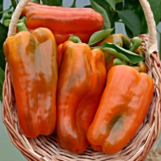 Перец Флагман F1