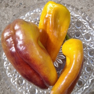 Перец Галактика (Galaxy) (большой пакет)