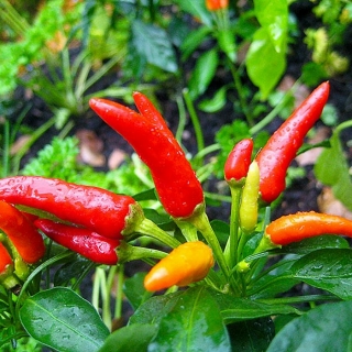 Перец Хай Флай F1