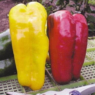 Дуэт Перец Какаду F1 + Какаду желтый