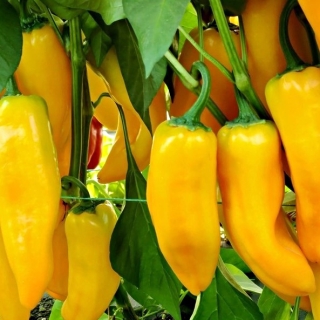 Перец Камала F1