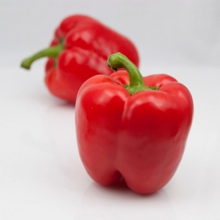 Перец Квадро Ред