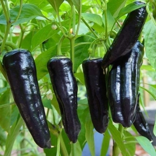 Перец Черный Маркони