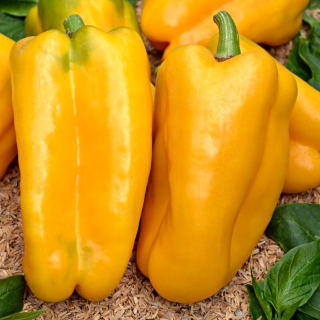 Перец Медовый король F1