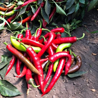 Перец Тукуш F1