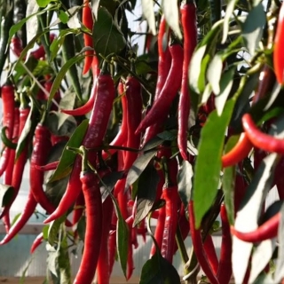 Перец Флорентина F1