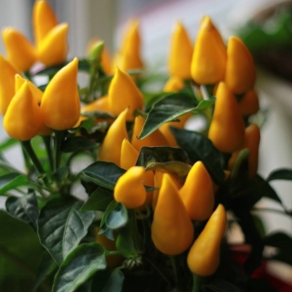 Перец острый Горшечное Чудо