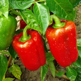 Перец Призма (большой пакет)