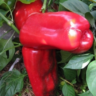 Перец Раннее Чудо F1