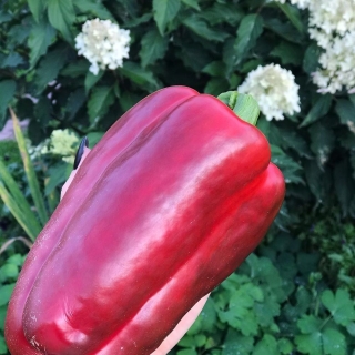 Перец Русский Гигант (большой пакет)