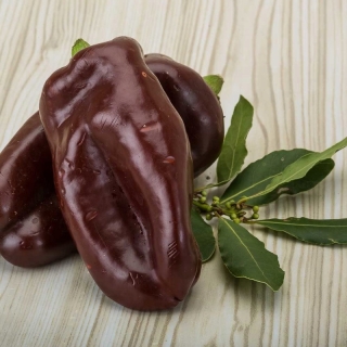 Перец Шоколадный красавец