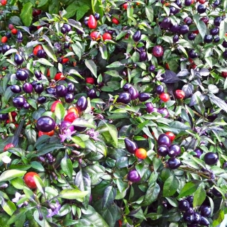 Перец Сириус декоративный