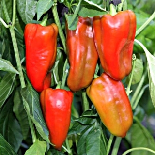 Перец Союз F1